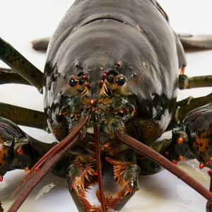 Nova Scotia Lobster - Detail 2 - © rismithlobster.ca