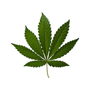 Cannabis Indica - © royalqueenseeds.com