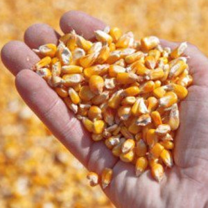 Corn In Hand - © naturalsociety.com