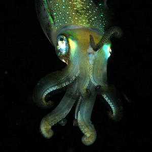 Squid - © via Wikipedia Comons