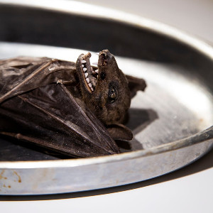 Fruit Bat - © Musem of Disgusting Food