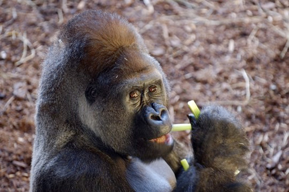 Gorilla Eating Celery - © pbase.com