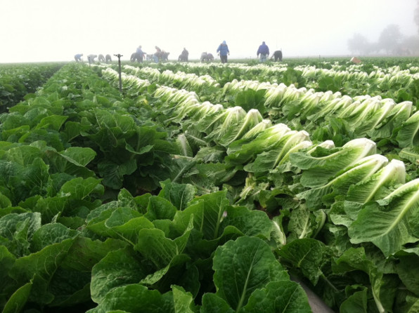 Romaine Harvest - © foodsafetyharvesting.com