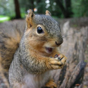 Grey Squirrel - © Kai Schreiber via Flickr