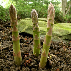 Asparagus Growing © ncsu.edu