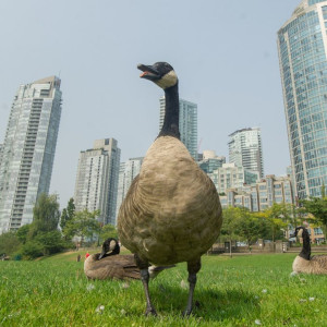 Urban Canada Goose - Arlen Redknap - PNG