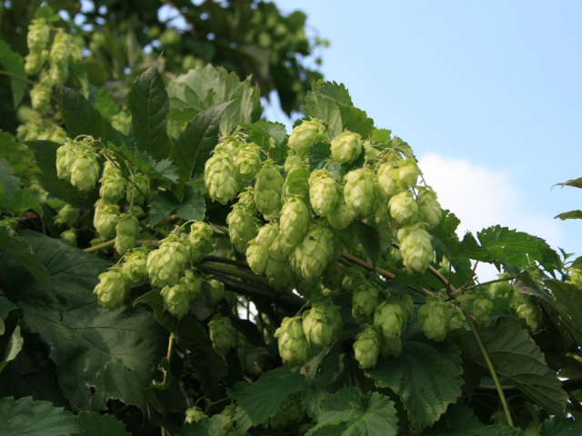 Hops on the Vine - © baumschule-horstmann.de