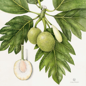 Breadfruit Botanical Painting - © ?