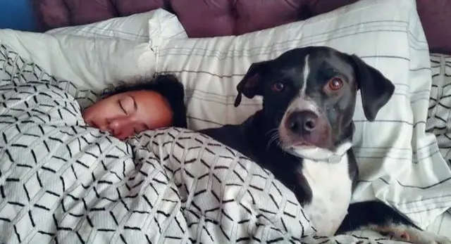Sleep with Dog - © ? Reddit - via Animal Channel