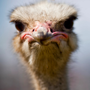 Ostrich angry - © Jack Kurtz - The Arizona Republic