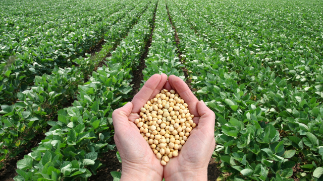 Soy Beans - Field - © ing.com