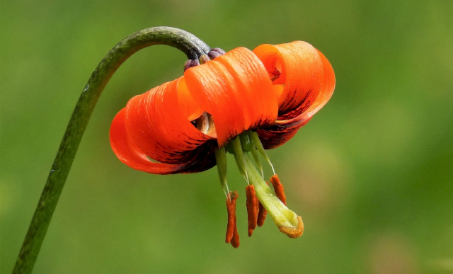 Albanian Wild Lily - © tripsite.com
