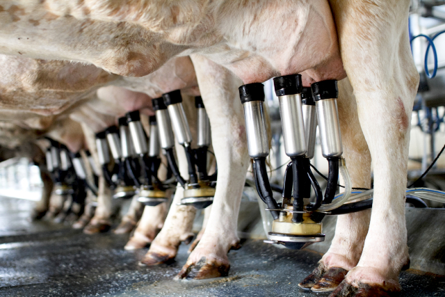 Cows Being Milked - © malayaph.com