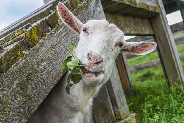 Goat Eating - © Jo-Anne McArthur - We Animals