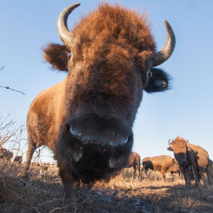 Bison portrait head - © The Nature Conservatory