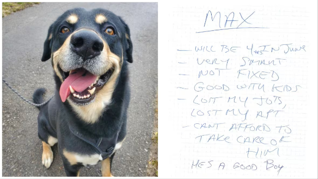 Max Good Boy - © 2023 Toronto Humane Society