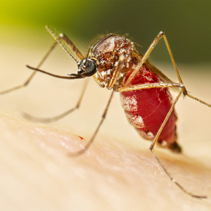 Mosquito - © Lauren Bishop - CDC