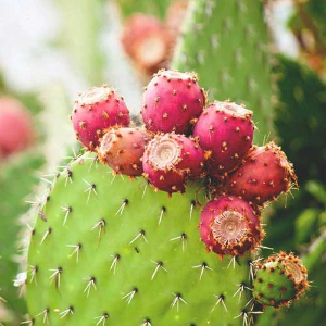 Pricklt Pear Cactus - © Healthline com