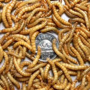 Mealworms - 300 - © wormera.ca