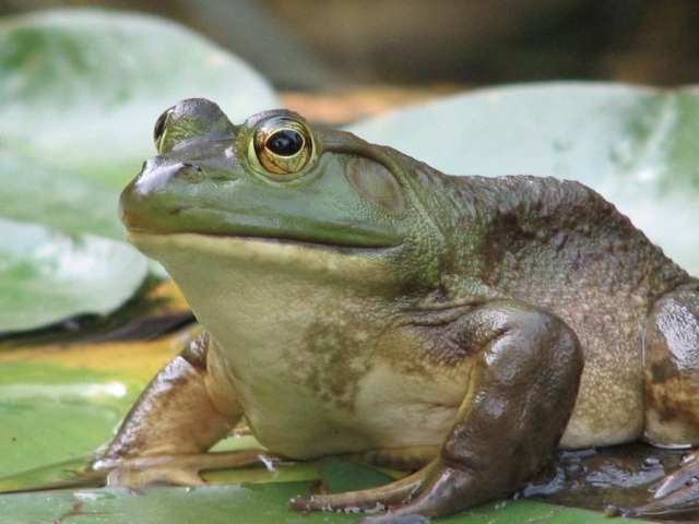 American Bullfrog - © via Pintrest
