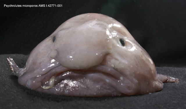 Blobfish - © Australian Museum