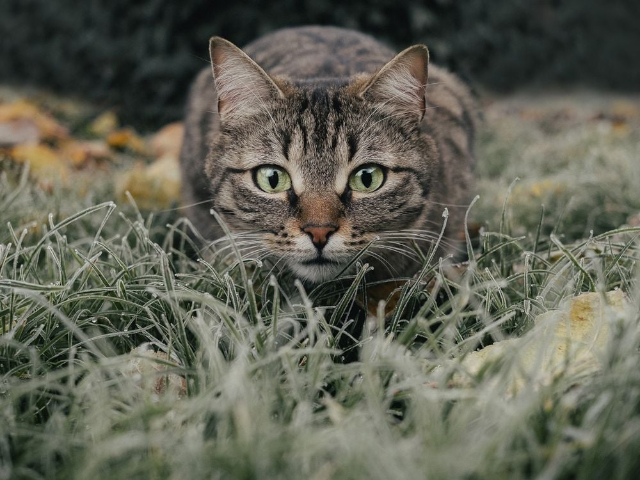 Hunting Cat - © 2023 - Pixabay via Smithsonian