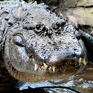 Alligator Face - © 2024 Brian Imparato - via Nat. Wildlife Fed.