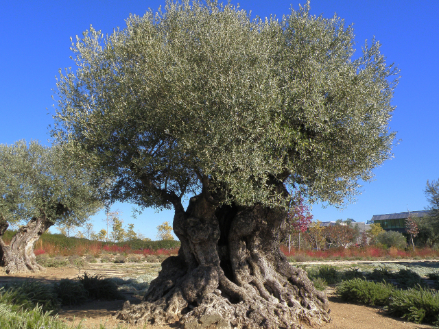 Ancient Olive Tree - © 2024 - springernature com