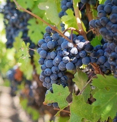 Cabernet Sauv Grapes - © 2024 - gardenersdream.co.uk