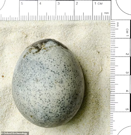 Roman Egg - © 2024 - Oxford Archeology