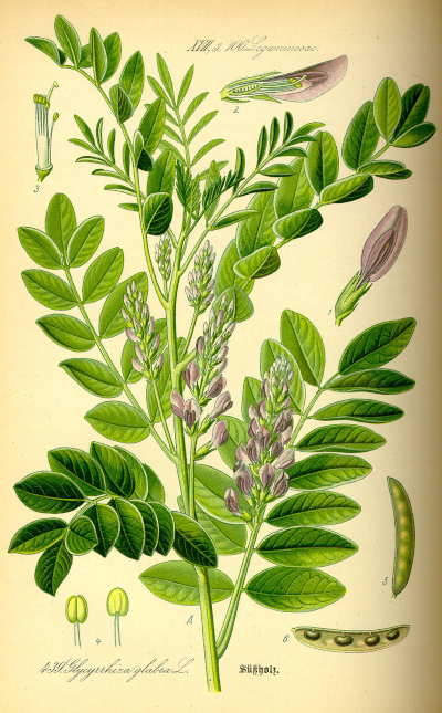 Liquorice Plant - © 1885 - Otto Wilhelm Thomé