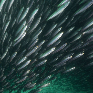 Sardines - © 2021 - the-scientist.com