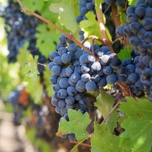 Wine Grapes - 300 - 2 - © 2024 GardenersDream.Co.UK 300