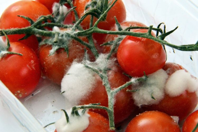 Spoiled Tomatoes - © 2020 - Michigan State U.