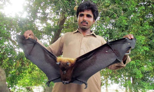Giant Fruit Bat - © 2015 - dawn.com