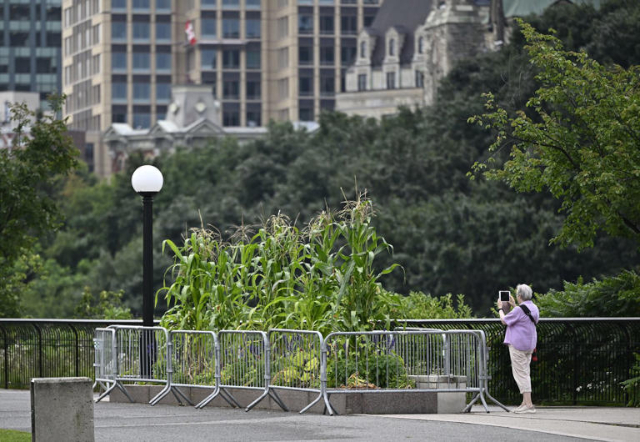 Urban Farming - © 2024 - Justin Tang via Canadian Press