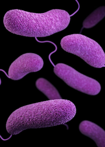 Vibrio Bacteria - © US Public Health Image Library