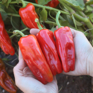 Aleppo Peppers © 2024 Annapolisseeds.com Aleppo Peppers - © 2024 annapolisseeds.com