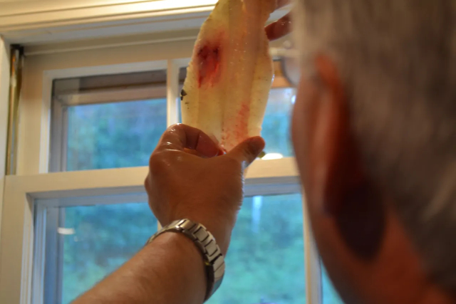 Cod Worm - © 2024 ediblesema.com