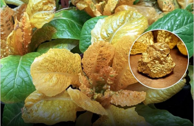 Golden Lettuce - © 2024 023productions via Instagram