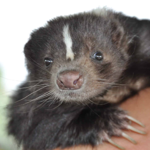 Skunk - © 2024 Natures Paparazzi via Flickr