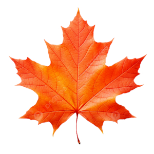 Sugar Maple Leaf - © 2017-2024 pngtree.com