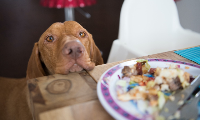 Begging Dog - © 2024 zoetispetcare.com