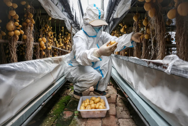 Potatoes Greenhouse - © 2024 Florence Lo via Reuters