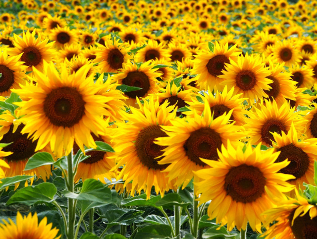 Sunflowers - © 2024 amazon.com
