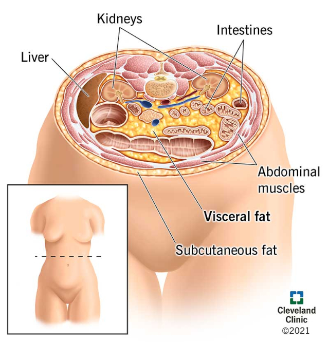 Visceral Fat - © 2021 Cleveland Clinic