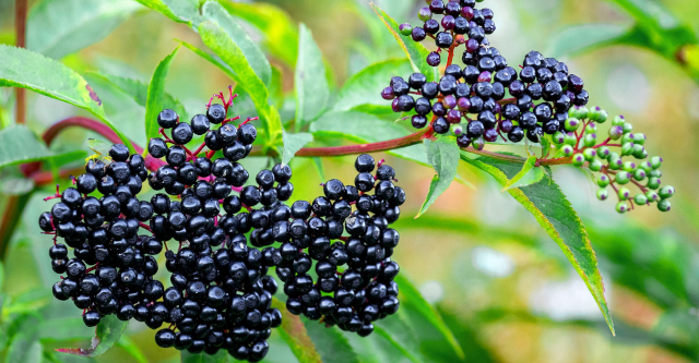 Elderberry Bush - © 2025 wisc.edu