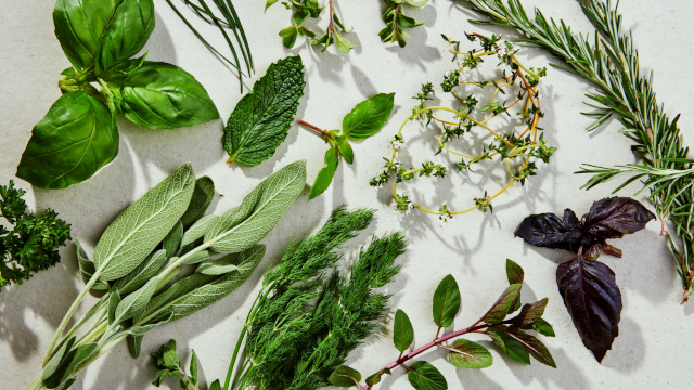 Fresh Herbs Array - © 2024 Elizabeth Coetzee