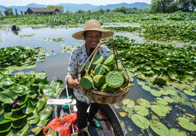 Makhana Seed Pods - © 2025 makhana.org