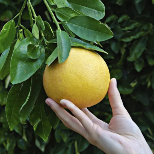 Pick Grapefruit - © 2023 vaeenma